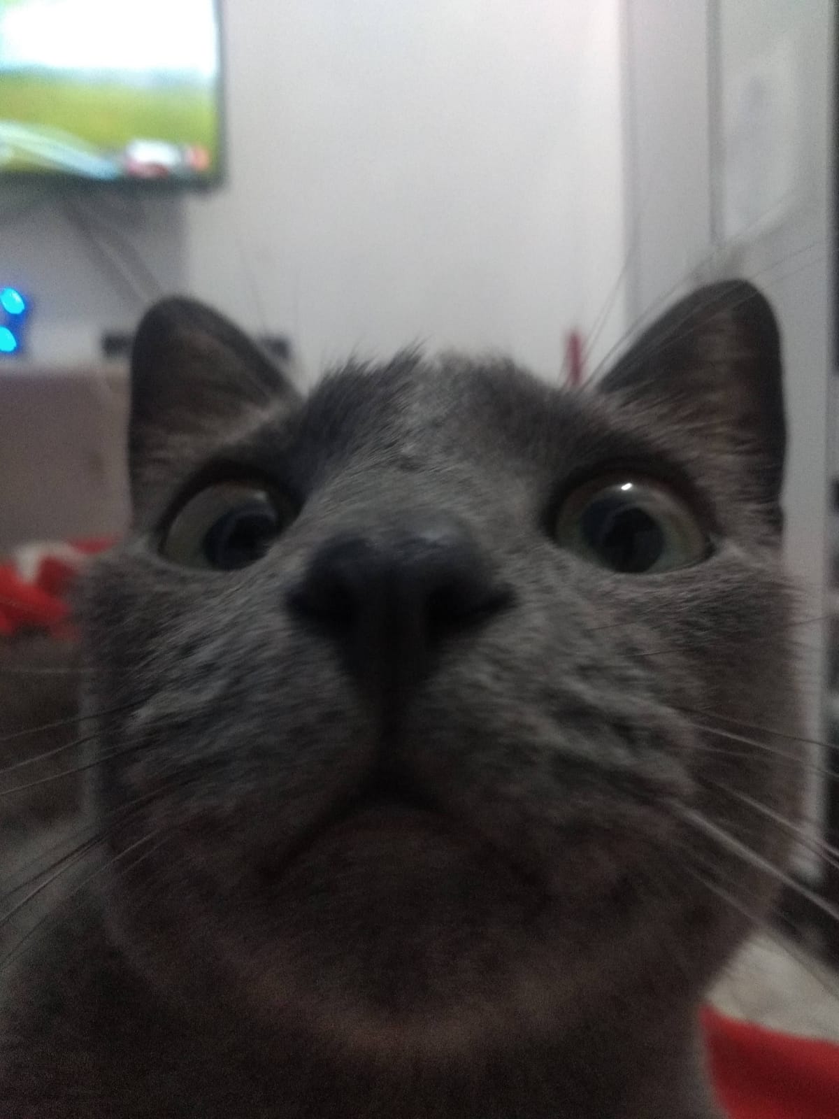minha gata
